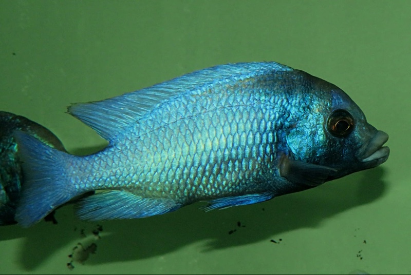 Placidochromis sp. 'phenochilus gissel'